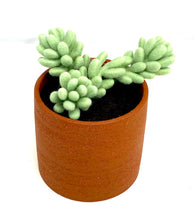 Load image into Gallery viewer, Pair of Handmade Felted Wool Cacti